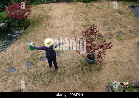 Telford, UK. 16th July 2018. A gardener desperate for rain on her parched lawn in Telford, Shropshire, Uk Credit: David Bagnall Stock Photo