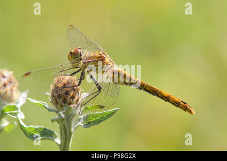 A Ruddy Darter dragonfly, Sympetrum sanguineum, in the morning sunshine. Stock Photo