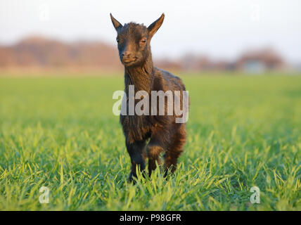 Goat on field Stock Photo