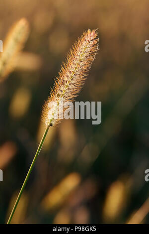 Sun light on meadow flowers in the morning Stock Photo