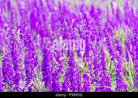 Purple spring -summer background with small flowers. Soft focus Stock Photo