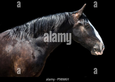 dark brown horse with white stripe down face on a black background, fine art horse portrait