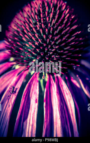 Pretty purple echinacea flower blossom flowering Stock Photo - Alamy