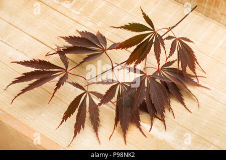 Single twig of fresh brown Japanese maple leaves on a wooden background Stock Photo