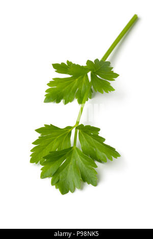 Single twig of fresh green lovage isolated on white background Stock Photo