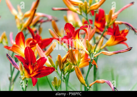Daylily flowers, Red Hemerocallis ' ANZAC ' Stock Photo