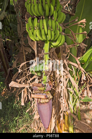 Closeup of banana plant musa acuminata with bunch of fruit and large purple flower hanging in plantation Stock Photo