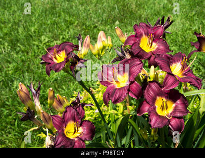 Pretty purple and yellow lilies in a field in the summertime Stock Photo