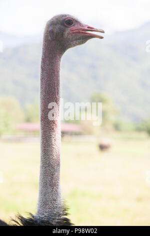 Ruisui Farm,Ruisui,Rueisuei,Hualian County,Taipei,Taiwan,China,Chinese,Republic of China,ROC,Asia,Asian, Stock Photo