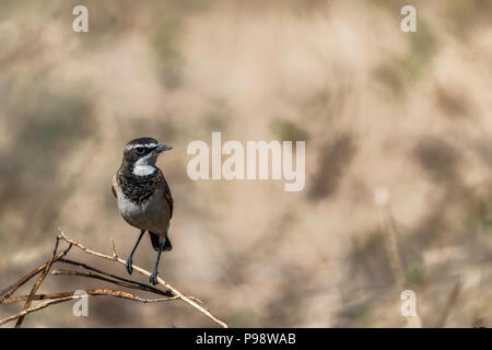 A Capped wheatear (Oenanthe pileata), a small insectivorous passerine bird, perched on a twig. Stock Photo