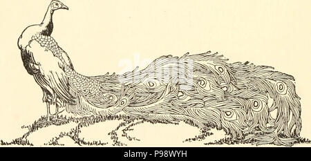 'The peacock and the wishing-fairy and other stories' (1921) Stock Photo