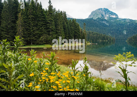 The forest and pristine blue waters of Crno Jezero (Black Lake) on a calm summer day in Durmitor National Park, Montenegro Stock Photo