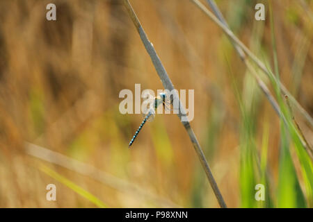 Natural world - Single male Emperor Dragonfly, Anax Imperator settling on a reed stem. Essex, Britain. Stock Photo