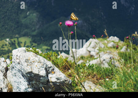 The view from Ćurevac mountain looking out over the Tara River Canyon, Durmitor National Park, Montenegro Stock Photo