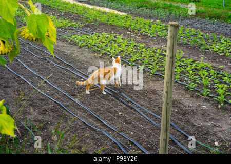 cat on garden field meadow hunting for mouse brown white fur with salad and plants autumn style Stock Photo