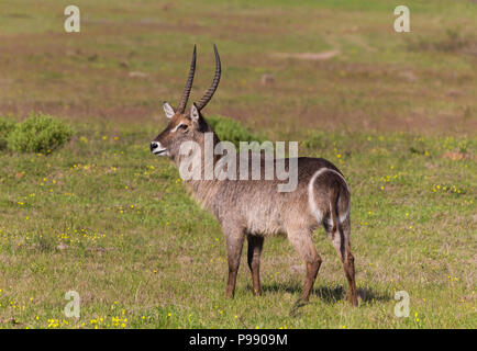 male Waterbuck (Kobus ellipsiprymnus) portrait, side on or profile, in the wild in Spring Stock Photo