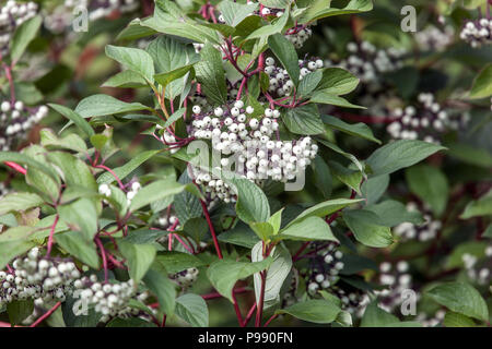 Dogwood, Cornus alba Sibirica, berries Stock Photo