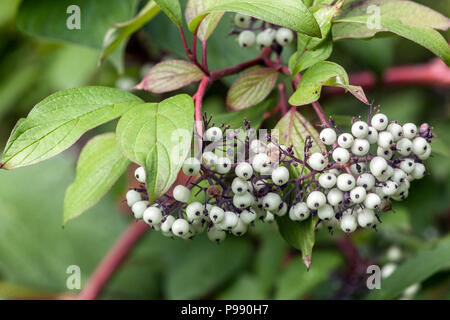 Dogwood, Cornus alba ' Sibirica ', white berries on branch Stock Photo