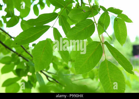 Walnut leaf . Green walnuts on the tree together . Young green leaves of walnut in the garden . Background of green leaves on the trunk of an apple tree. Stock Photo