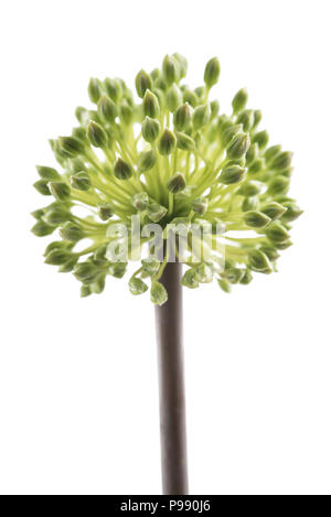 wild leek flower isolated on white background Stock Photo