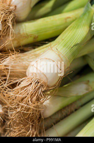 Green onions on market Stock Photo