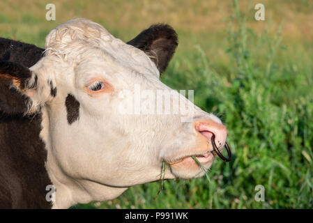 Headshot of a black and white Holstein milk cow, with a ring in its nose and grass in its mouth, on a background of green grass, in Germany. Stock Photo