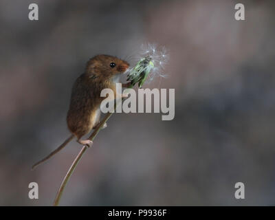 Harvest Mouse On A Dandelion Stock Photo