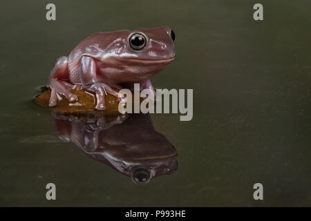 Whites Tree Frog Stock Photo