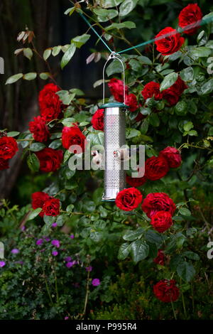 Gold finches on bird feeder among red roses Stock Photo