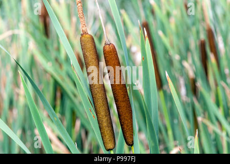 Typha latifolia, broadleaf cattail, bulrush Typha latifolia flower Stock Photo