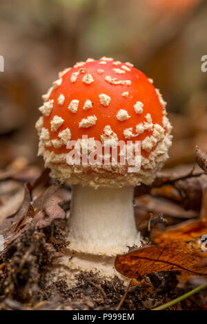 Closeup picture of amanita muscaria mushroom.