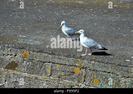 Plobannalec-Lesconil - Finistère department of Brittany - France Stock Photo