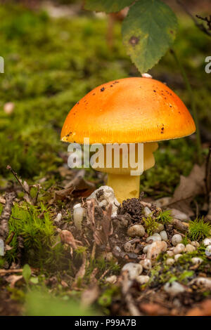 Nice caesars mushroom in autumn forest Stock Photo