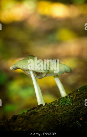 Two russula mushroom on a trunk in the forest Stock Photo