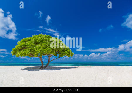 Small tree on beach, tropical landscape with small green tree under blue sky and white sand. Tranquil beach scene Stock Photo