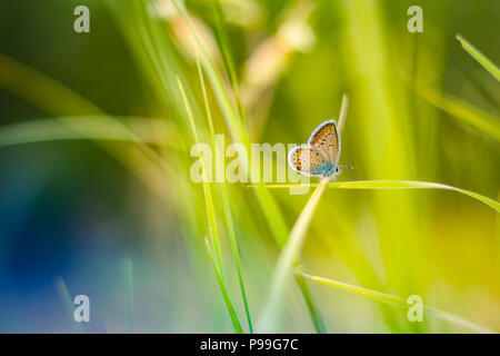 Beautiful flowers fresh spring morning on nature and fluttering butterfly on soft green background, macro. Spring template, elegant Stock Photo