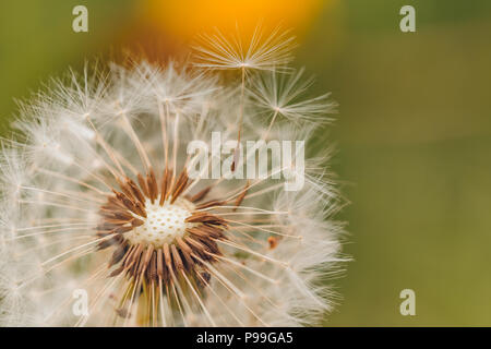Beautiful dandelion flowers in spring sunlight, close-up nature background Stock Photo