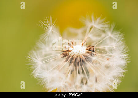 Closeup of beautiful fresh dandelion seeds Stock Photo