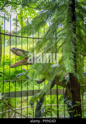 Wollemi pine tree (Wollemia nobilis), is a genus of coniferous tree in the family Araucariaceae.Young specimen in a botanical garden protected from th Stock Photo