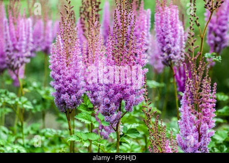 Purple Astilbe chinensis ' Superba ' Stock Photo