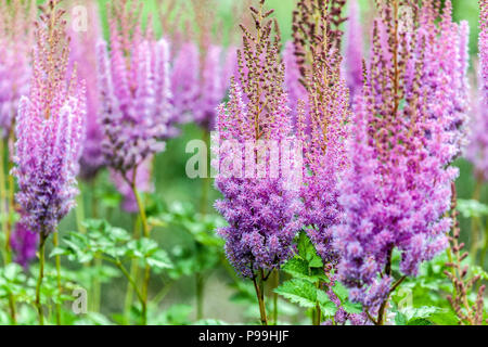 Purple Astilbe chinensis ' Superba ' Stock Photo