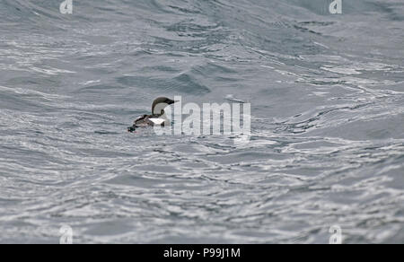 Black guillemot (Cepphus grylle) adult in summer plumage swimming on the sea Stock Photo