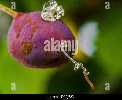 Damson plum being infested by a plum fruit moth caterpillar. Stock Photo
