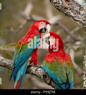 A pair of Red-and-green Macaws playing together Stock Photo