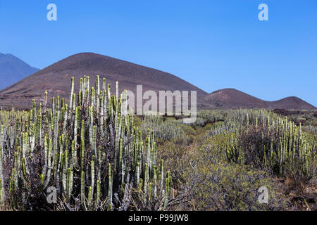 Calm Cactus Plants in front of Volcanic Hills of Tenerife Island, Canary, Spain, Europe Stock Photo