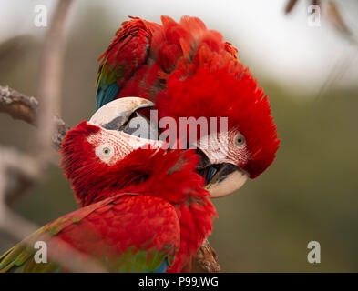 A pair of Red-and-green Macaws playing together Stock Photo