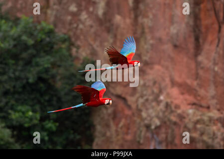 Red-and-green Macaw breeding pair flying together in Central Brazil's cerrado habitat Stock Photo