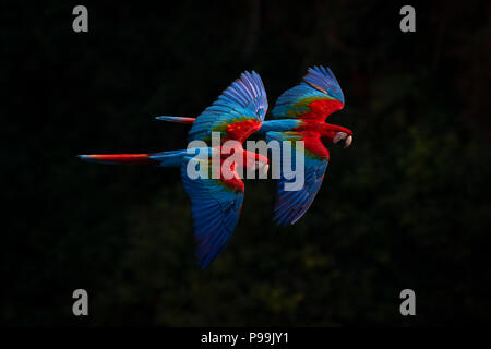 Red-and-green Macaw breeding pair flying together in Central Brazil's cerrado habitat Stock Photo
