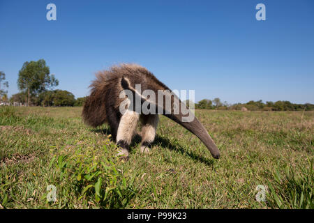 Starting to edit the photos from the South & North Pantanal Photo Tour 2018 completed yesterday. I'll start with this Giant Anteater, one of 27 that w Stock Photo