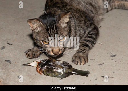 A domestic cat with a Green Kingfisher it just killed in the Pantanal of Brazil Stock Photo